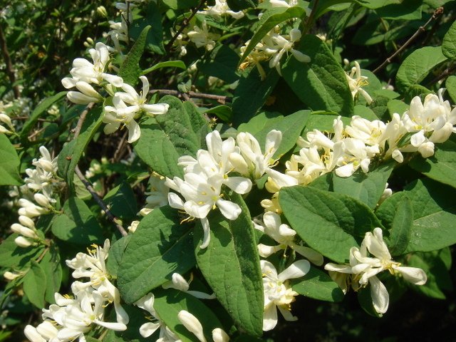 Lonicera oblongifolia P1D